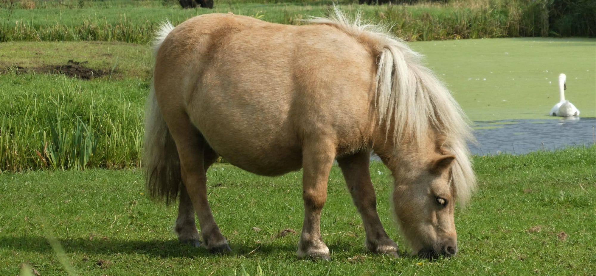 Wenn die Weidesaison beginnt: Warum Hufrehe oft kein Zufall ist