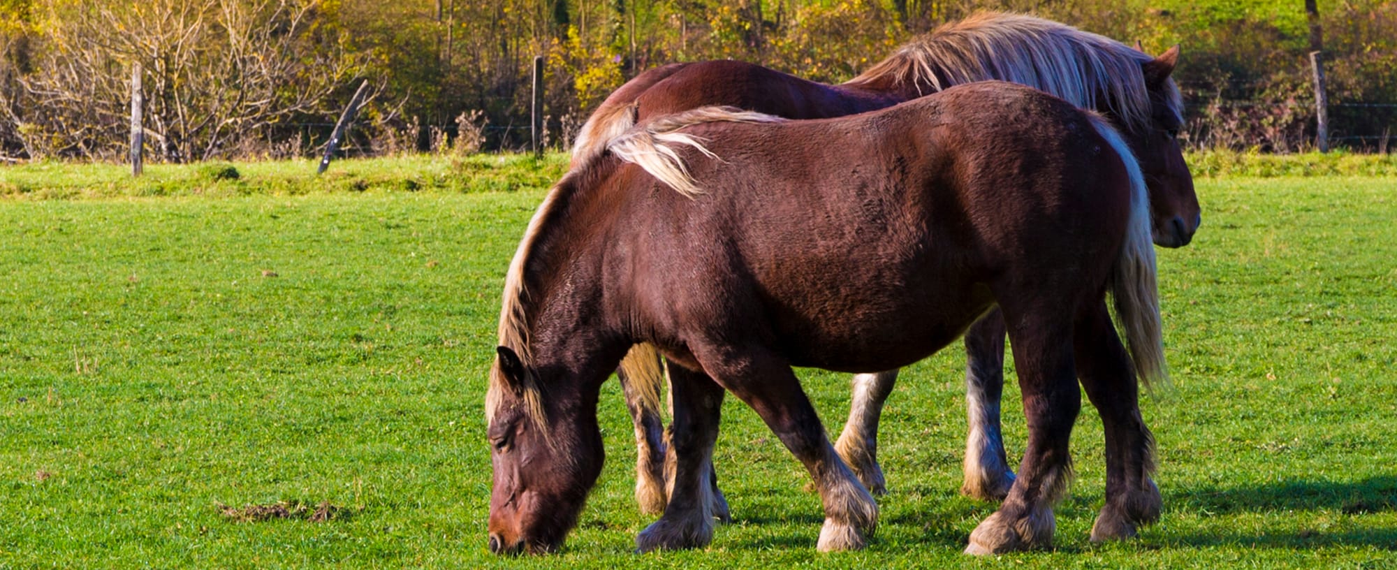 Kopfkarusell Hufrehe
