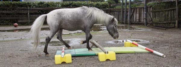 Wackelmatten, Wippen und co - Zirkus oder Training?