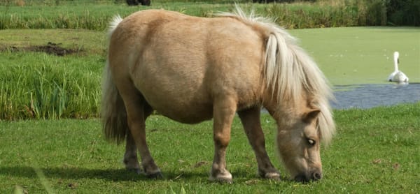 Wenn die Weidesaison beginnt: Warum Hufrehe oft kein Zufall ist