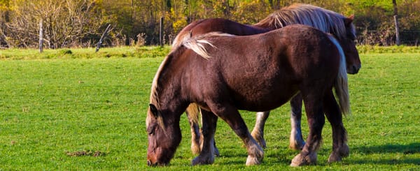 Kopfkarusell Hufrehe