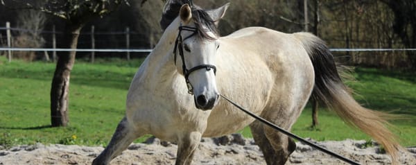 Schiefe und  Einseitigkeit beim Pferd: Mehr als nur eine Frage der Händigkeit